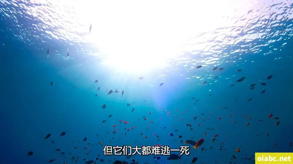 深夜100种禁用软件剧照1